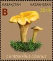 Cantharellus cibarius