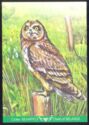 Short-eared owl