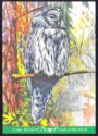 Ural owl