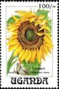 Common Sunflower (Helianthus annus)