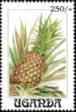 Pineapple (Ananas comosus)