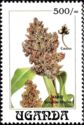 Sorghum (Sorghum bicolor)