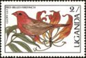 Red-billed Firefinch, Flame Lily