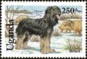 Briard (Canis lupus familiaris)