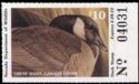 Canada goose (Branta canadensis)
