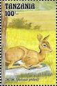Phillips's Dik-dik (Madoqua phillipsi)