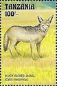 Black-backed jackal (Canis mesomelas)