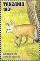 Bat-eared fox (Otocyon megalotis)