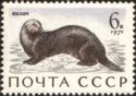 Sea Otter (Enhydra lutris)