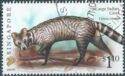 Large Indian Civet (Viverra zibetha) Imprint 2007D