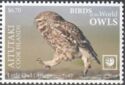 Little Owl (Athene noctua)
