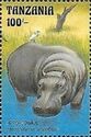 Hippopotamus (Hippopotamus amphibius)