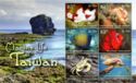 Marine Life of Taiwan
