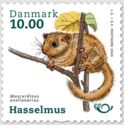 Hazel Dormouse (Muscardinus avellanarius)