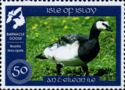 Barnacle Goose (Branta leucopsis)