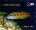 Ornate Wrasse (Thalassoma pavo)
