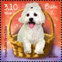 Bichon Frise (Canis lupus familiaris)