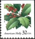 American Holly