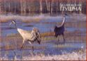 Belovezhskaya Pushcha 2009 Cranes