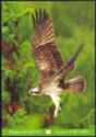 Osprey (Pandion haliaetus)