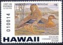 Hawaiian duck / Koloa (Anas wyvilliana)