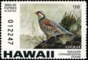 Chukar partridge (Alectoris chukar)