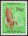 Maize (Zea mays)