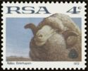 Merino Sheep (Ovis aries)