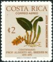 Brenesia costaricensis