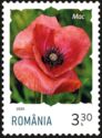 Poppy (Papaver rhoeas)