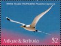 White-tailed Tropicbird (Phaethon lepturus)