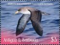 Cory's Shearwater (Calonectris borealis)