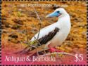 Red-footed booby (Sula sula)