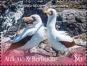 Masked Booby (Sula dactylatra)
