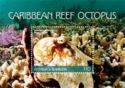 Caribbean Reef Octopus