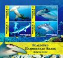Scalloped hammerhead