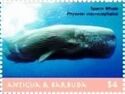 Sperm Whale (Physeter macrocephalus)