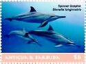 Spinner Dolphin (Stenella longirostris)
