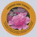 Chinese Peony