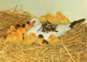 Domestic Duck with Ducklings in the Straw