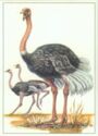 Ostrich (Struthio camelus)