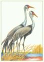 Wattled Crane (Bugeranus carunculatus)