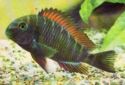 Blunthead Cichlid (Tropheus moorii)
