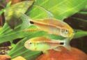 Sailfin Tetra (Crenuchus spilurus)