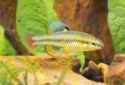 Bluefin Killifish (Lucania goodei)