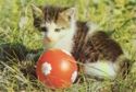 Kitten an Red Ball in the Gras
