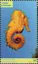 Thorny Seahorse (Hippocampus jaycari)
