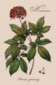 Panax ginseng