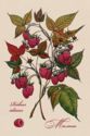 Rubus idaeus