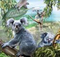 Koala (Phascolarctos cinereus)